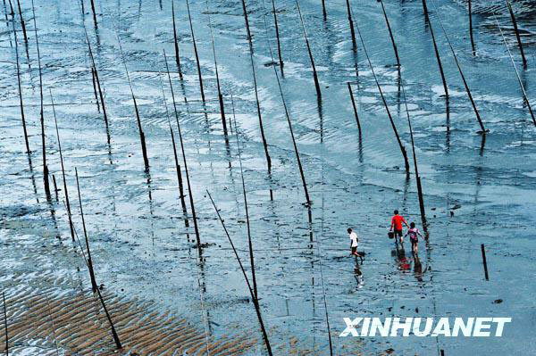 Tourists play on the Xiapu shore shoal in Fujian Province on July 12, 2009.[Photo: Xinhuanet.com] 