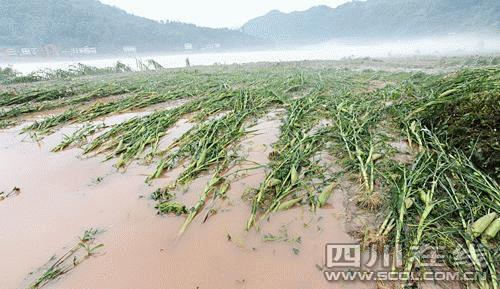 Crops destroyed by the flooding after heavy rains hit Xuanhan County, Dazhou, southwest China's Sichuan province, July 13, 2009. [Zhang Chongyao/Sichuan Online] 