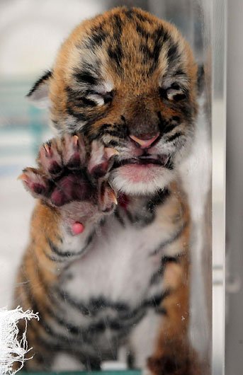 A one-week-old South China Tiger cub makes its debut in this picture taken on April 25, 2009 at a zoo in Luoyang, central China's Henan province. The Wangcheng zoo announced on July 13, 2009 that it had successfully bred four South China Tiger cubs, a major breakthrough in the artificial breeding technique of the endangered species. [Xinhua]