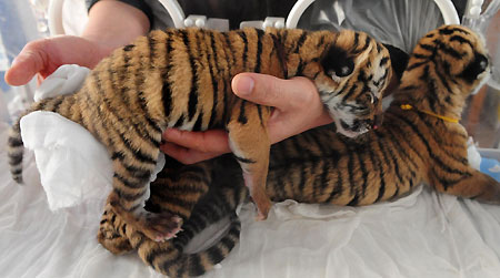 A zoo keeper holds South China Tiger cubs on April 20, 2009 at a zoo in Luoyang, central China's Henan province. [Xinhua]