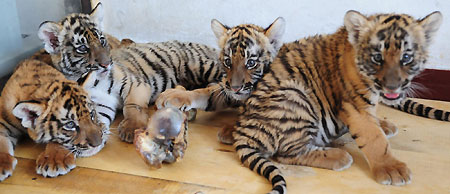 Four newly-bred South China Tiger cubs are pictured on June 25, 2009 at a zoo in Luoyang, central China's Henan province. [Xinhua]