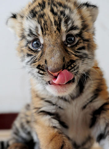 A one-month-old South China Tiger cub is pictured on May 17, 2009 at a zoo in Luoyang, central China's Henan province. [Xinhua]