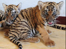 South China Tigers successfully bred in Henan