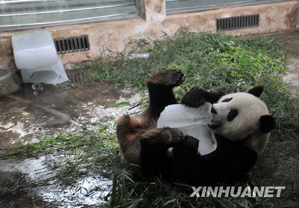 A giant panda named 'Xiwang' plays with blocks of ice on July 13 in Wuhan Zoo. Sichuan boarded two pandas - 'Xiwang' and 'Weiwei' - out to Wuhan Zoo after last year's Wenchuan earthquake. The two pandas have been provided with air-conditioned rooms and ice blocks to help cool themselves down in the recent summer heat.