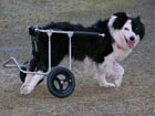 Amazing: Dog losing back legs use wheelchair to run