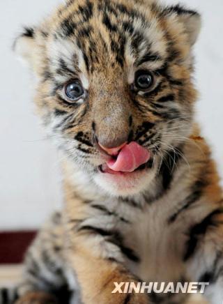 A cute South China Tiger cub is moistening his lips with his tongue in this photo published on July 13, 2009. Wangcheng Park in Luoyang City in Henan province declared on July 13, 2009, that they had got a breakthrough in breeding South China Tigers. [Xinhua]