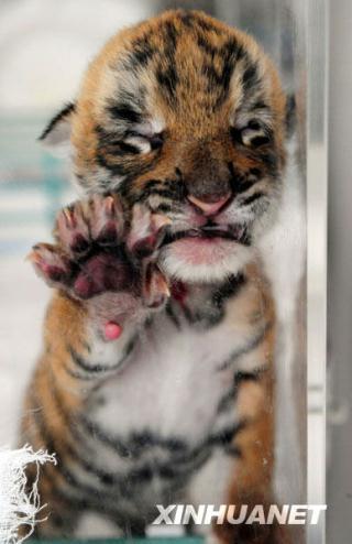 A baby tiger which is just one week old is sprawling over the window in a photo published on July 13, 2009. [Xinhua]