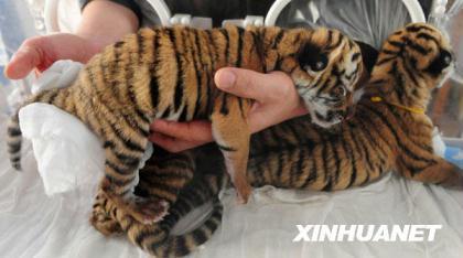 The worker conducts massage for a tiger cub in this photo published on July 13, 2009.[Xinhua]