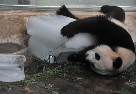 Giant panda 'Xi Wang' hugs the ice cube to cool itself off at the Wuhan Zoo in Wuhan, capital of central China's Hubei Province, July 13, 2009. [Xinhua]