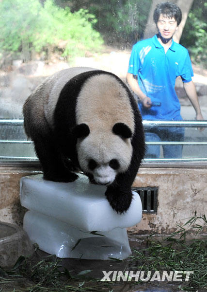 Giant panda 'Xi Wang' stands on the ice cube to cool itself off at the Wuhan Zoo in Wuhan, capital of central China's Hubei Province, July 13, 2009. [Zhou Chao/Xinhua]