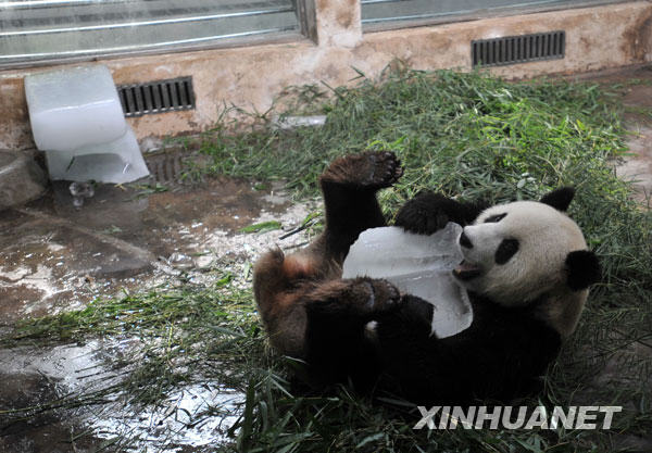 Giant panda 'Xi Wang' hugs the ice cube to cool itself off at the Wuhan Zoo in Wuhan, capital of central China's Hubei Province, July 13, 2009. [Zhou Chao/Xinhua]