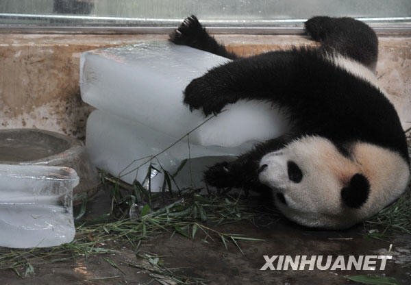 Giant panda 'Xi Wang' leans against the ice to cool itself off at the Wuhan Zoo in Wuhan, capital of central China's Hubei Province, July 13, 2009. [Zhou Chao/Xinhua]