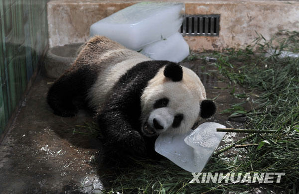 Giant panda 'Xi Wang' eats ice to cool itself off at the Wuhan Zoo in Wuhan, capital of central China's Hubei Province, July 13, 2009. [Zhou Chao/Xinhua]