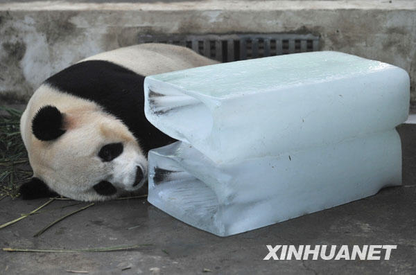 Giant panda 'Wei Wei' leans against the ice cube to cool itself off at the Wuhan Zoo in Wuhan, capital of central China's Hubei Province, July 13, 2009. [Zhou Chao/Xinhua]