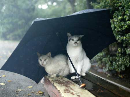File photo: Stray cats [Xinhua]