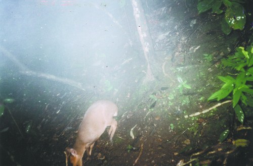 This picture taken by an infrared camera shows a forest musk deer, which is under state class-I protection