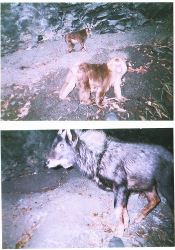 These pictures were taken by an infrared camera. Pictured at the top are stump-tailed monkeys; below, a serow. Both species are under state class-II protection.
