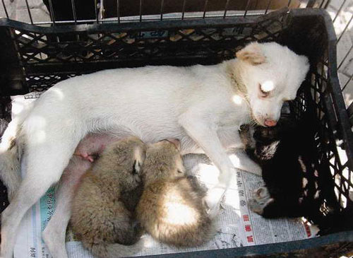 A mother dog nurses two lesser pandas who were abandoned by their mother shortly after birth at Taiyuan Zoo in Shanxi Province. [Taiyuan Evening News]