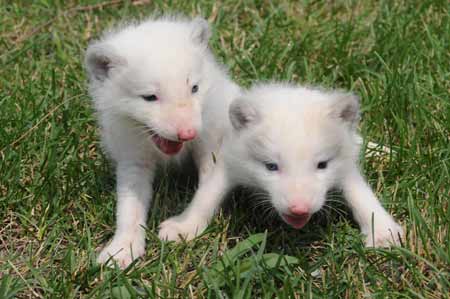 A pair of one-month-old arctic foxes, known as Alopex Lagopus in Latin, make their debut to meet visitors at the Harbin Polarland, in Harbin, northeast China's Heilongjiang Province, July 16, 2009. A female arctic fox imported from Finland gave birth to this pair of arctic foxes after 53-days gestation. [Xinhua]