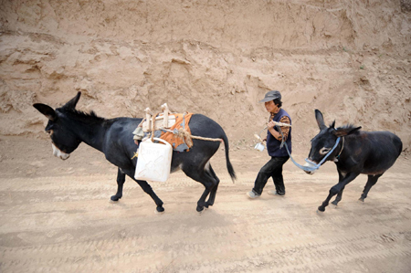 A farmer drives donkeys carrying water on a mountain road in Tuanjie Village, Huining County, in northwest China's Gansu province, July 15, 2009. There has been almost no rain since January this year in Huining, leaving the county’s 160,000 residents and 226,000 livestock without enough water. [Xinhua]