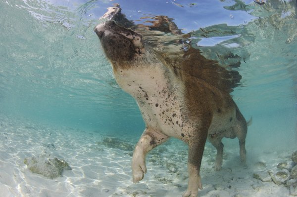 Swimming in the crystal clear waters off the island of Big Major Spot in the Bahamas, these playful swimming pigs wow locals and holiday makers alike. Known locally as 'Pig Beach', the brown and pink feral adult pigs and piglets are fed by locals as they trotter along the tropical beaches. After lounging in the sun the piglets run into the water and even sometimes swim out to incoming boats. [CFP]