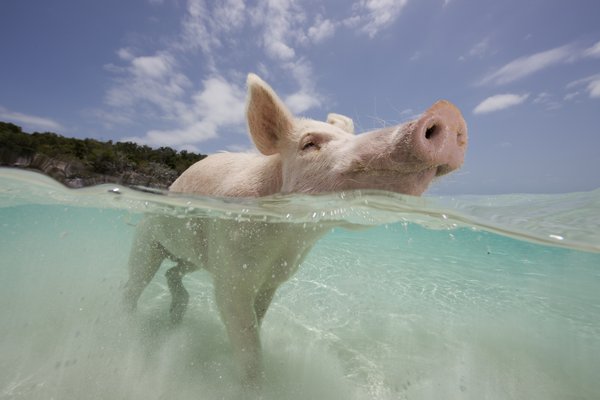 Swimming in the crystal clear waters off the island of Big Major Spot in the Bahamas, these playful swimming pigs wow locals and holiday makers alike. Known locally as 'Pig Beach', the brown and pink feral adult pigs and piglets are fed by locals as they trotter along the tropical beaches. After lounging in the sun the piglets run into the water and even sometimes swim out to incoming boats. [CFP]