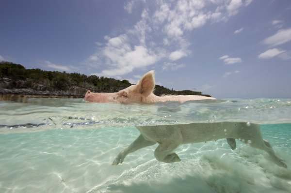 Swimming in the crystal clear waters off the island of Big Major Spot in the Bahamas, these playful swimming pigs wow locals and holiday makers alike. Known locally as 'Pig Beach', the brown and pink feral adult pigs and piglets are fed by locals as they trotter along the tropical beaches. After lounging in the sun the piglets run into the water and even sometimes swim out to incoming boats. [CFP]