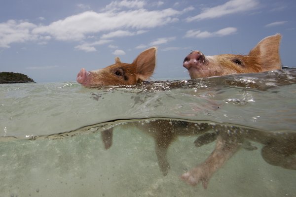 Swimming in the crystal clear waters off the island of Big Major Spot in the Bahamas, these playful swimming pigs wow locals and holiday makers alike. Known locally as 'Pig Beach', the brown and pink feral adult pigs and piglets are fed by locals as they trotter along the tropical beaches. After lounging in the sun the piglets run into the water and even sometimes swim out to incoming boats. [CFP]