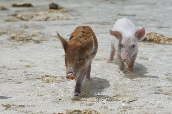 Swimming in the crystal clear waters off the island of Big Major Spot in the Bahamas, these playful swimming pigs wow locals and holiday makers alike. Known locally as 'Pig Beach', the brown and pink feral adult pigs and piglets are fed by locals as they trotter along the tropical beaches. After lounging in the sun the piglets run into the water and even sometimes swim out to incoming boats. [CFP]