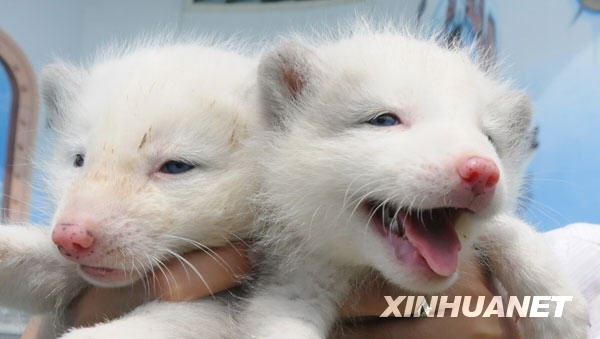 A pair of one-month-old arctic foxes, known as Alopex Lagopus in Latin, make their debut to meet visitors at the Harbin Polarland, in Harbin, northeast China's Heilongjiang Province, July 16, 2009. A female arctic fox imported from Finland gave birth to this pair of arctic foxes after 53-days gestation. [Xinhua]