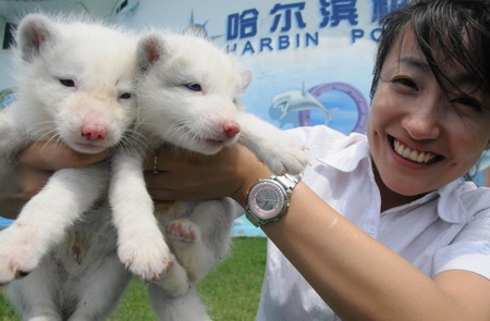 A keeper holds two Snow Fox cubs during a photo opportunity at Harbin Polar Land in northeast China's Heilongjiang Province, Thursday July 16, 2009. The Snow Fox, also known as the White Fox or Arctic Fox, which is found throughout the Arctic, tends to be active in early September to early May. The gestation period lasts 53 days. Litters tend to average 5-8 pups. [Xinhua]