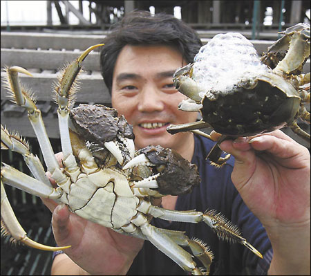 A salesman in Dongshan, Jiangsu province, holds some super-large Taihu mitten crabs. The crabs can cost up to US$32 per kg. [Qi Zhenlin/China Daily]