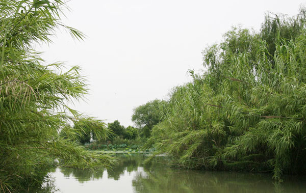 The photo, taken on July 15, 2009, shows a green reed marsh in Shajiabang, a water town in eastern China's Jiangsu Province. [Photo: CRIENGLISH.com] 