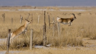 File photo: Przewalskii gazelles