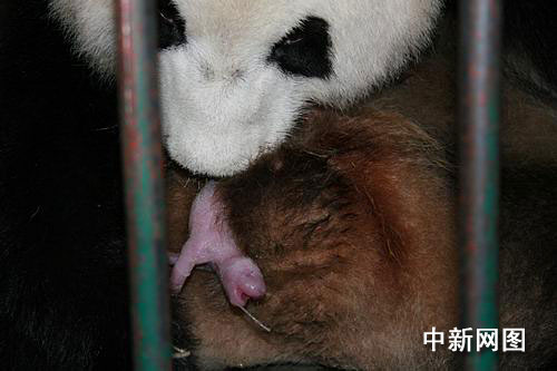A giant panda at a breeding center in southwest China's Sichuan Province gave birth to a twin of female cubs Sunday morning, the first twin of giant panda cubs ever born this year.