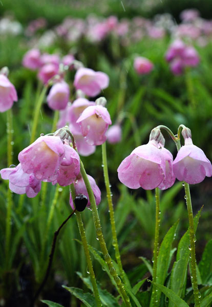 Wild flowers grow on snow-covered Mt. Galongla. [Photo: Xinhuanet] 