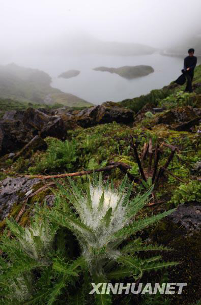 Snow lotus grows on snow-covered Mt. Galongla [Photo: Xinhuanet]