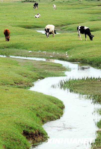 A pasture beside Qinghai Lake. [Photo: Xinhuanet] 