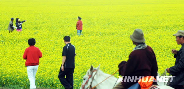 Tourists visit a cole flowers field on July 19, 2009. [Photo: Xinhuanet] 