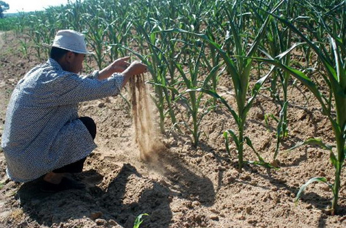 Crops are drying up in Zhangwu County, Liaoning Province. More than 160,000 people in the province are suffering from drinking water shortages due to the ongoing drought that began in June. 