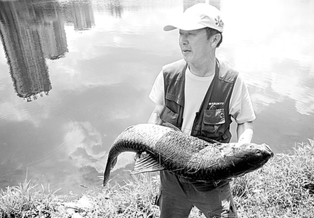 A 60-year-old man fishing in a river in Jilin Province caught a 1.14m long fish last Wednesday. [New Culture View]