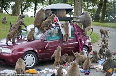 Staff at Knowsley Safari Park demonstrate why visitors should not enter the baboon enclosure with roof boxes as the cheeky primates have learned to open them and run away with the goods.