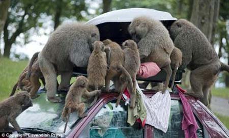 The primates all scramble to get their paws on safari staff's possessions.(Photo Source: CCTV.com)