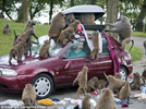 Safari park baboons ransack cars