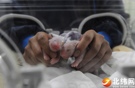 Five-year-old mother, Na Na, in the Bifeng Gorge giant panda base in Ya'an City, Sichuan Province, gave birth to the first baby panda at 4:53 a.m. and the second at 5:08 a.m. Wednesday. Photo taken shows the newly born giant panda cubs. 