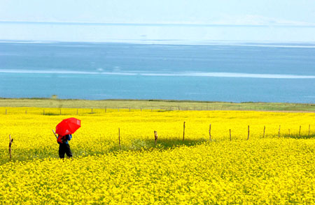 A tourist walks in a cole field beside the Qinghai Lake in northwest China's Qinghai Province, July 21, 2009. As the boom season for tourism began, more and more tourists arrived here to enjoy the natural scenery. (Xinhua/Karma)