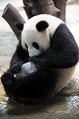 A giant panda embraces a block of ice to cool itself in the Xiangjiang Wild Life World in south China's Guangzhou province, July 23, 2009. [Xinhua]