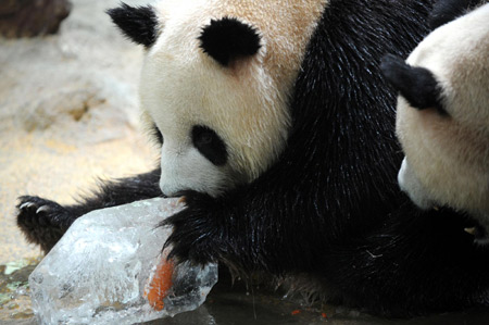 A giant panda embraces a block of ice to cool itself in the Xiangjiang Wild Life World in south China's Guangzhou province, July 23, 2009. [Xinhua]