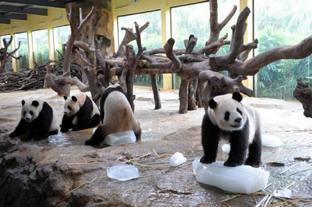 Four giant pandas are seen playing with ice for coolness in this picture taken on July 23, 2009 in the Xiangjiang Wild Life World in south China's Guangzhou province. [Xinhua]
