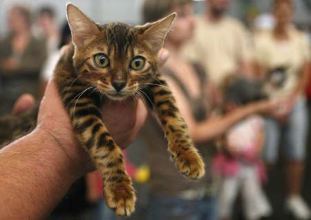An owner shows off his cat during a two-day international cat exhibition in Prague July 25, 2009.